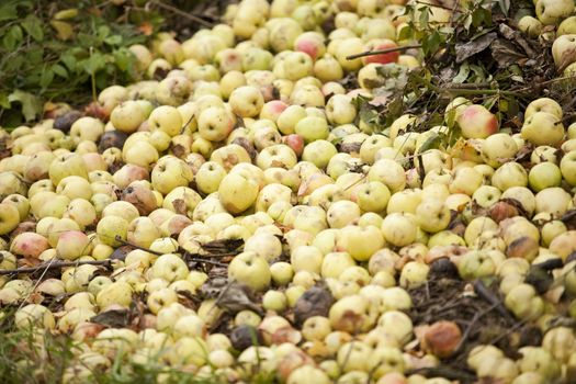 Compost Pile of Rotten Fruit