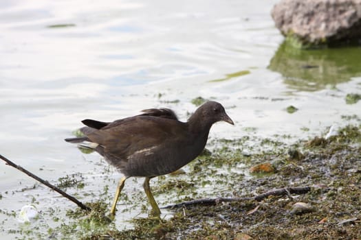 juvenile moorhen