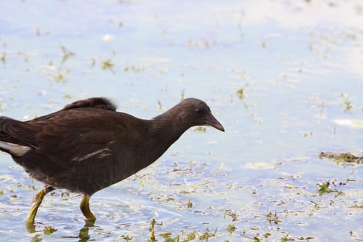 juvenile moorhen