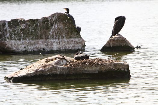 coot on a nest