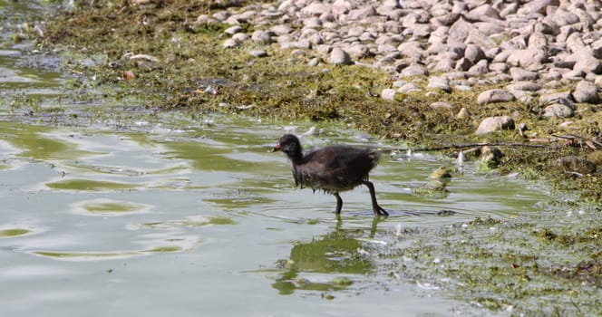 moorhen chick