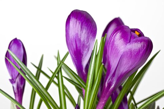 detail of purple crocus flowers