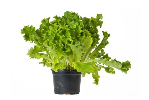 lettuce plant in a pot isolated on white