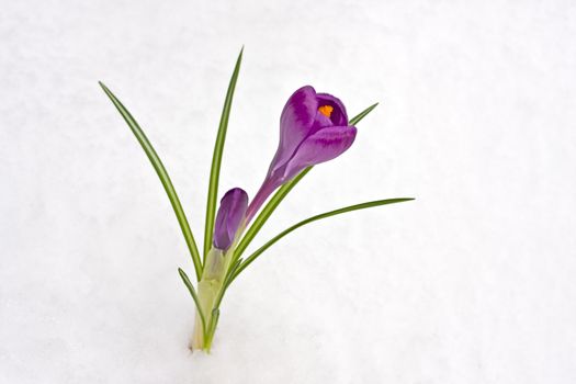 detail of a purple crocus flower in the snow