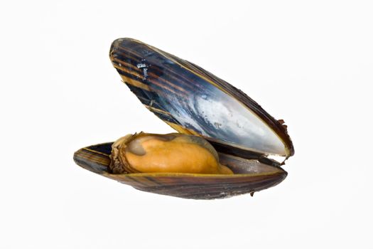 single blue mussel isolated on white background