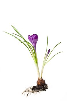 detail of purple crocus flowers