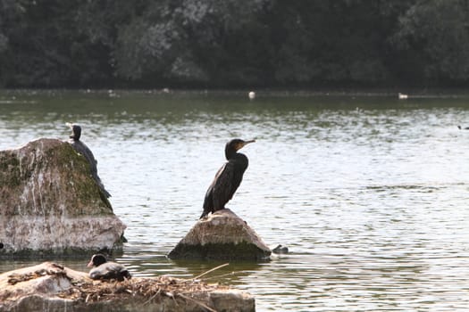 cormorant