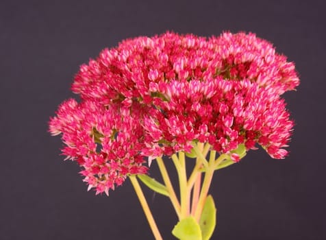 sedum