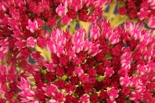 sedum