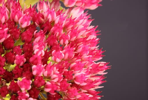 sedum