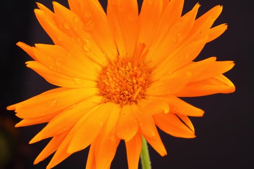 marigold