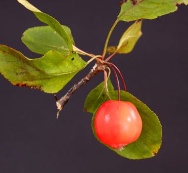 crab apple