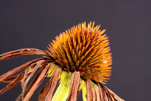 echinacea seed head