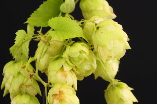 golden hops