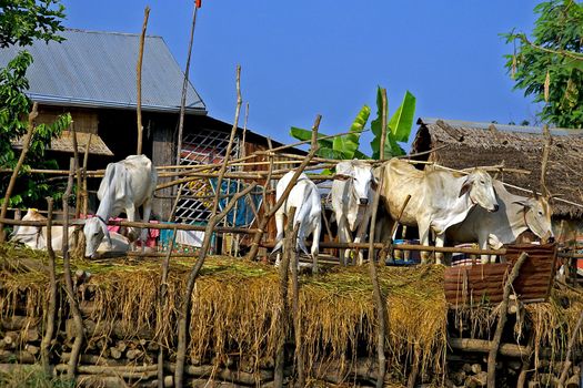 Cows in a farm, taken along the Sangker river from Battambang to Siem Reap, Cambodia.