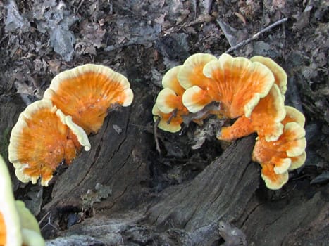 Mushrooms; wood; hats; leaves; foliage; poison; dew; a background; a kind; the nature; flora