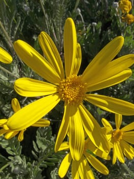 close-up image of some yellow daisy
