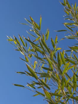 image of some bamboo branches in blue sky