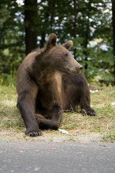 Young wild bear near Sinaia, Romania. Here bears got used to be fed by tourists and this became a problem both for humans and bears.