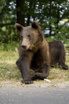 Young wild bear near Sinaia, Romania. Here bears got used to be fed by tourists and this became a problem both for humans and bears.