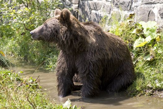 Young wild bear cooling in water on a sunny summer afternoon near Sinaia, Romania. Here bears got used to be fed by tourists and this became a problem both for humans and bears.