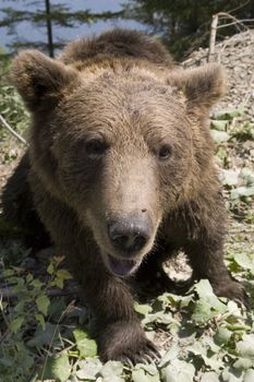 Young wild bear walking in the forest on a sunny summer afternoon near Sinaia, Romania. Here bears got used to be fed by tourists and this became a problem both for humans and bears.