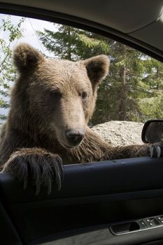 Young wild bear climbed on my car winow near Sinaia, Romania. Here bears got used to be fed by tourists and this became a problem both for humans and bears.