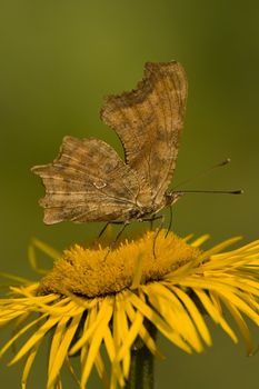 Butterfly Feeding On Yellow Flower. Azuga Valley, Romania