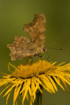 Butterfly Feeding On Yellow Flower. Azuga Valley, Romania