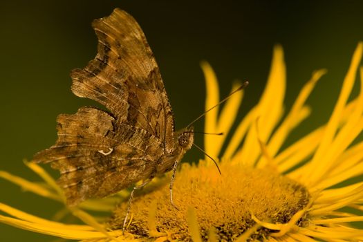 Butterfly Feeding On Yellow Flower. Azuga Valley, Romania
