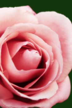 a close up of a beautiful pink rose