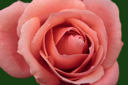 a close up of a beautiful pink rose
