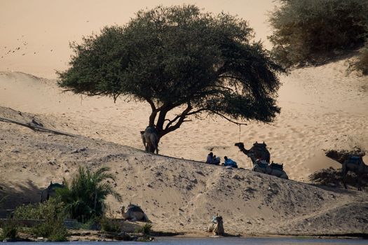 We take a closer look at life on Nile River on MAY 27, 2008, while having a felucca sailboat ride from Aswan to Elephantine Island and to a nubian village.