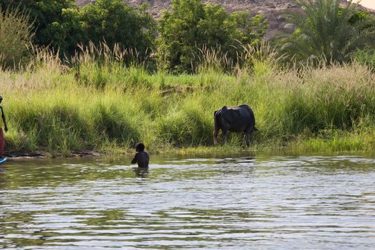 We take a closer look at life on Nile River on MAY 27, 2008, while having a felucca sailboat ride from Aswan to Elephantine Island and to a nubian village.