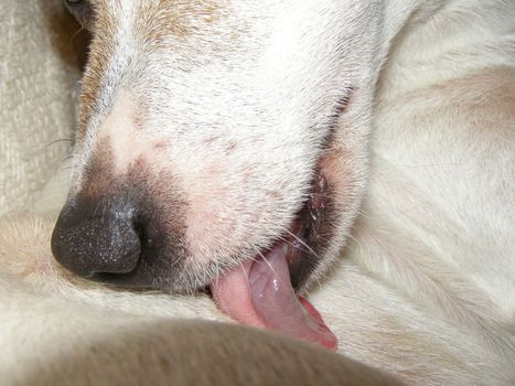 Closeup of a puppy licking his fur