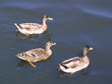 Three waterfowl, two males flanking one female