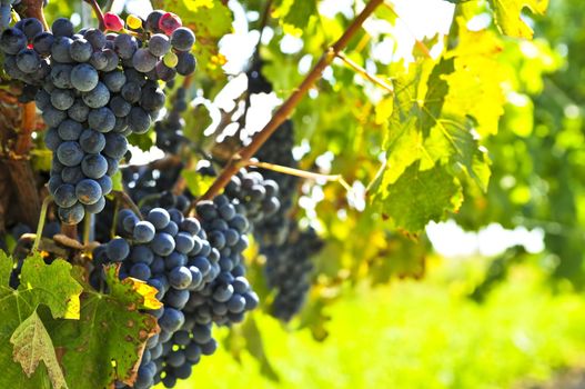Red grapes growing on vine in bright sunshine