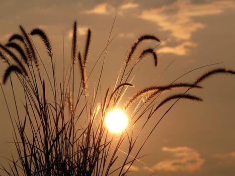 Decorative grass backlit by a brilliant sunset. 