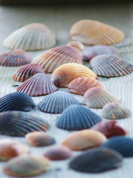 A collection of colorful scallop shells on a weathered piece of wood