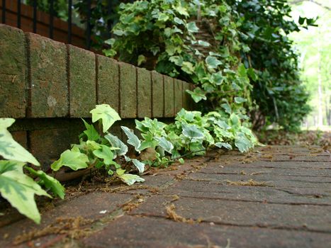 Variegated english ivy growing on brick steps in the springtime. View from very low angle.