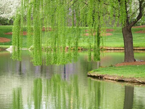 A weeping willow reflected in a nicely manicured garden pond in the springtime. Blooming cherry trees and bradford pears in the background.