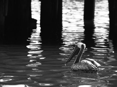 A pelican resting on the water in a cove beside some dock pilings. In black and white with copyspace for text.
