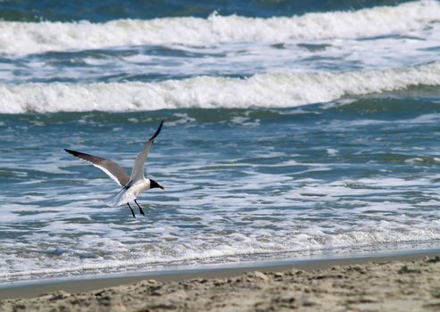 A seagull coming in for a landing on a deserted sandy beach with surf in the background. Copyspace for text.