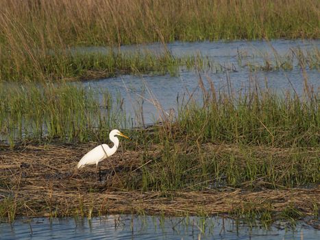 White egret standing in a reedy salt marsh near the coast. Copyspace for text.