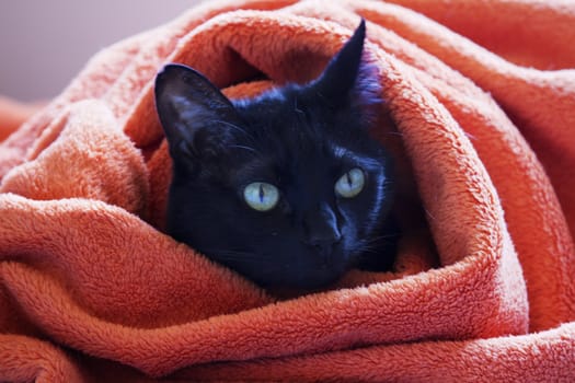 black cat hides inside orange blancket
