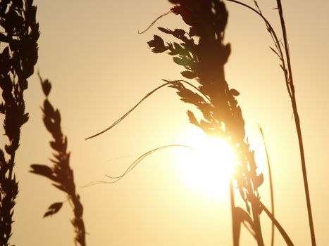 View of the yellow sunset through seaoats on a coastal sand dune.