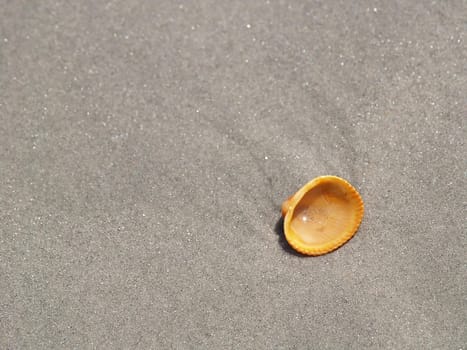 A single orange shell lying on a sandy beach with the sun glinting off the water inside