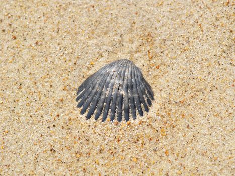 Closeup of a dark scallop shell partially embedded in the bright sand and lit by the summer sun on the beach. Individual grains of sand are in focus around the shell. 