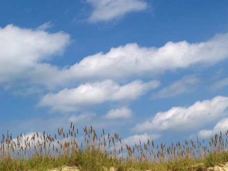 A view of the tops of seagrass covered sand dunes against a very blue sky with bright white clouds. A lone seagull lazily circles in the distance. 