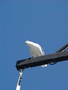 A lazy seagull hitching a ride on a crossbeam of a ship's mast against a clear blue sky. No point flying when you can ride, and it sure beats walking.